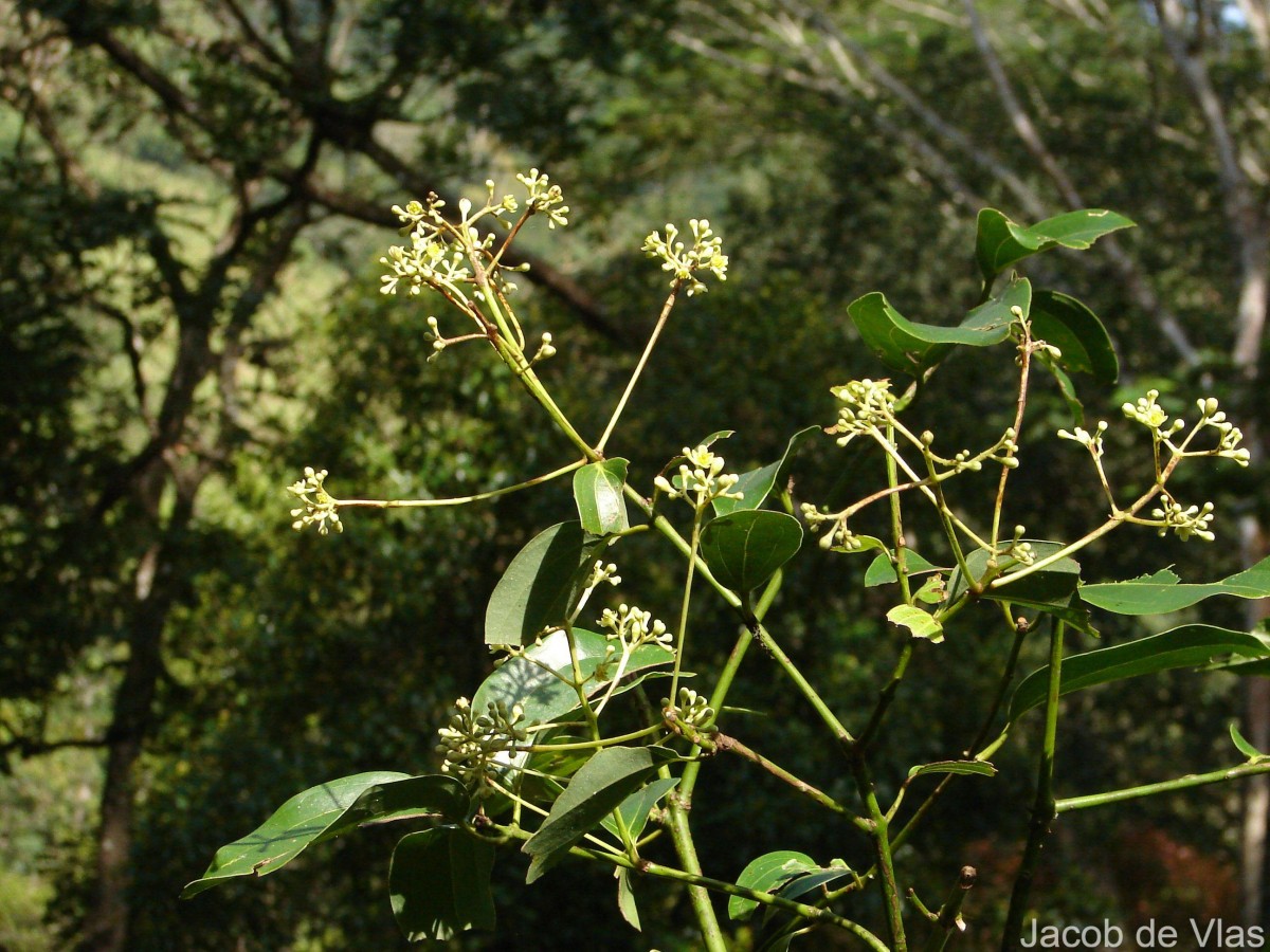 Cinnamomum verum J.Presl